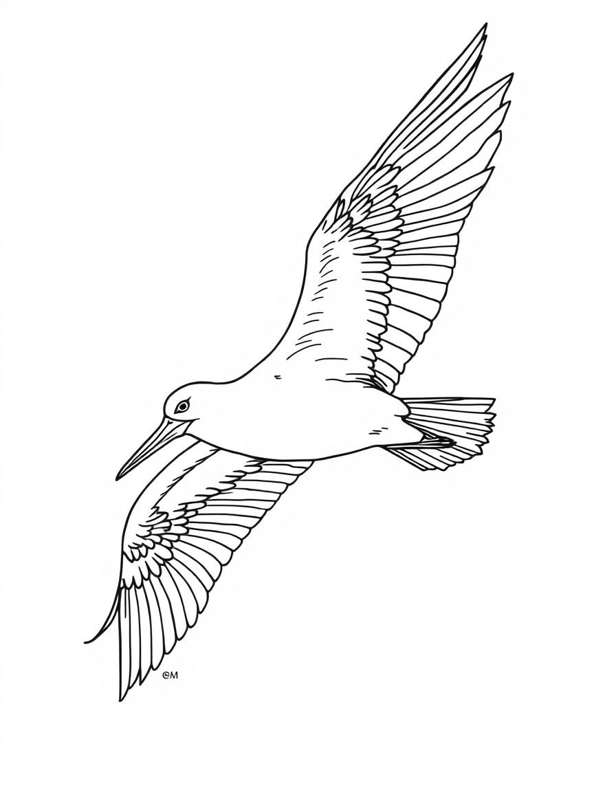 an Albatross in flight